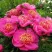 Пион ДОРИН травянистый в Перми