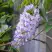 Глициния макростахия БЛЮ МУН в Перми