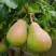 Груша ВЫСТАВОЧНАЯ в Перми