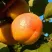 Абрикос СПАДЧЫНА в Перми