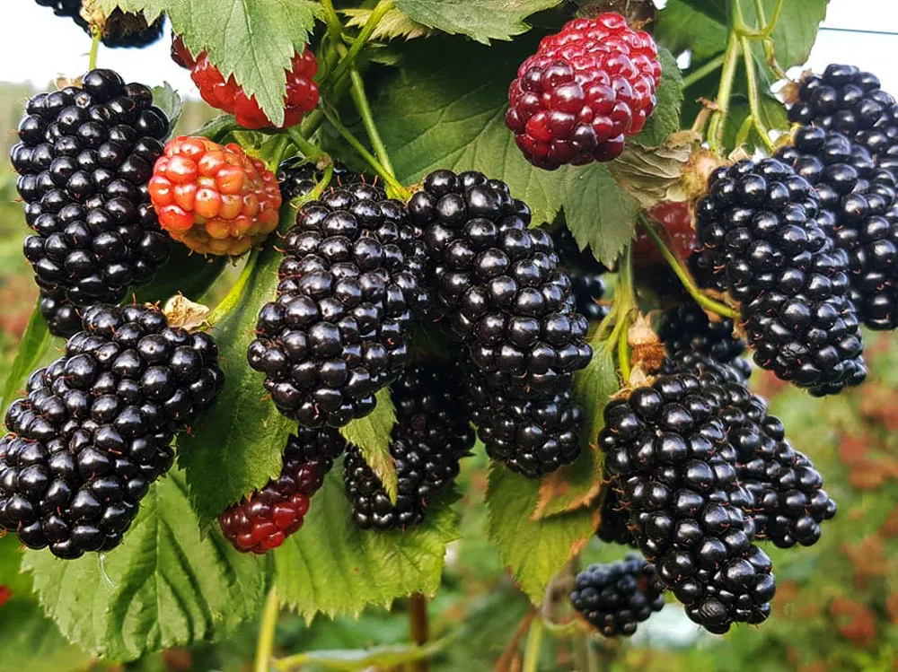 саженцы ежевики