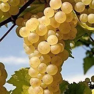 Неукрывные сорта   Неукрывные сорта  в Перми