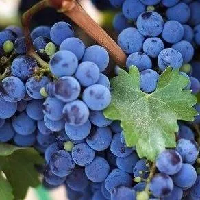 Винный   Винный  в Перми