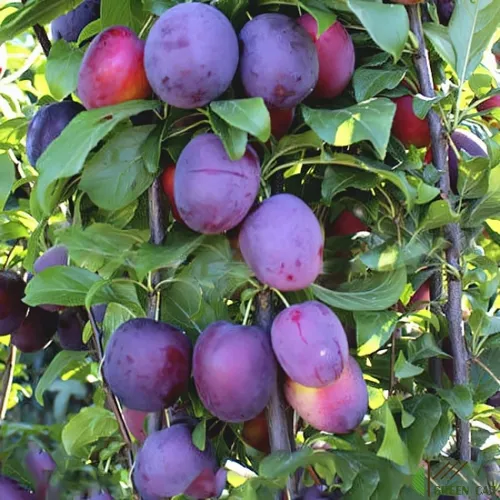 Слива БЛЮ СВИТ колонновидная  в Перми