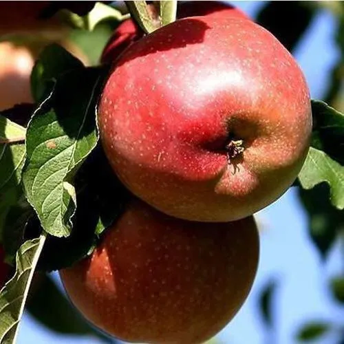 Яблоня АНТЕЙ КИЕВСКИЙ колонновидная в Перми