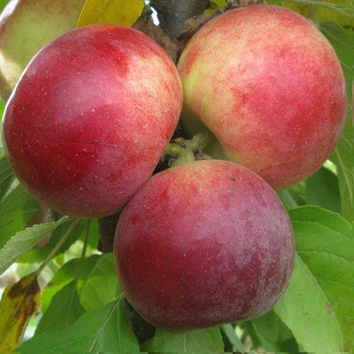 Яблоня БАЛЕРИНА ФЛАМЕНКО колонновидная в Перми