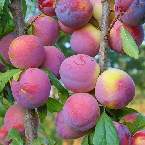 Слива КОЛОННОВИДНАЯ в Перми