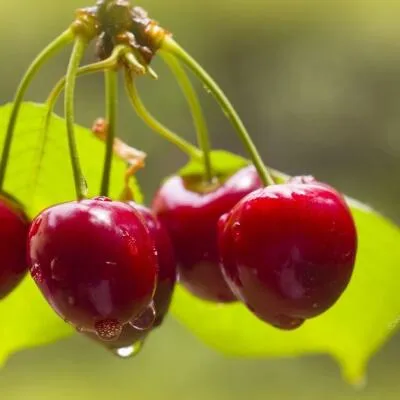 Черешня СИНЯВСКАЯ  Черешня СИНЯВСКАЯ в Перми