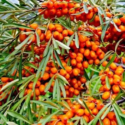 Саженцы облепихи оптом  Саженцы облепихи оптом в Перми