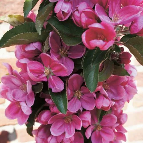 Яблоня ЗЕЛЁНЫЙ БУКЕТ декоративная в Перми