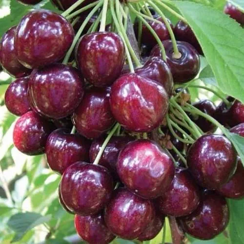 Черешня СЭМ колонновидная в Перми