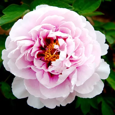 Пион ПЕРСИК ПОД СНЕГОМ древовидный  Пион ПЕРСИК ПОД СНЕГОМ древовидный в Перми