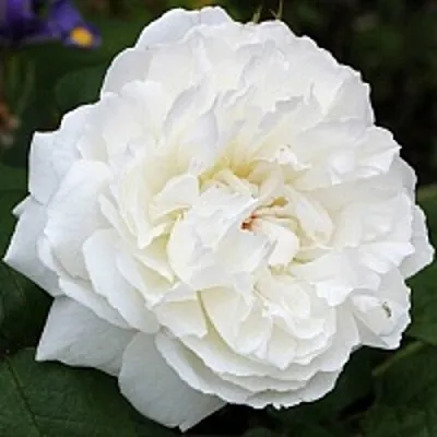 Саженцы роз ВИНЧЕСТЕР КАФЕДРАЛ английская  Саженцы роз ВИНЧЕСТЕР КАФЕДРАЛ английская в Перми