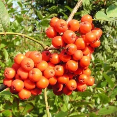 Рябина КОНЦЕНТРА сладкоплодная — описание сорта Рябина КОНЦЕНТРА сладкоплодная в Перми