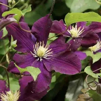 Клематис ГЕРОИ ВАРШАВЫ в Перми