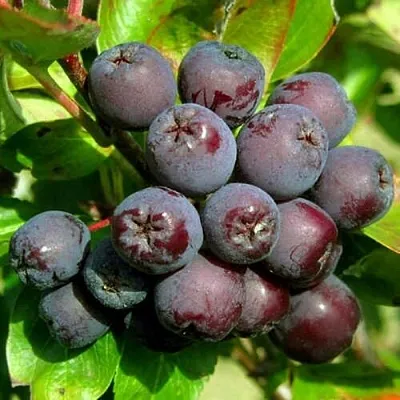 Рябина ЛИКЁРНАЯ сладкоплодная  Рябина ЛИКЁРНАЯ сладкоплодная в Перми