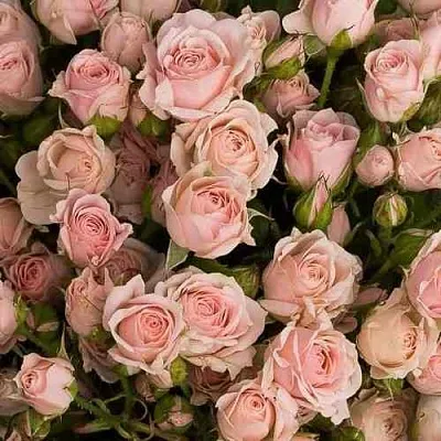 Саженцы роз ОДИЛЛИЯ спрей  Саженцы роз ОДИЛЛИЯ спрей в Перми