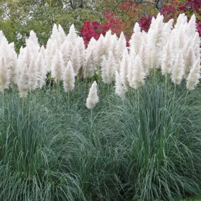 Кортадерия белая (пампасная трава) в Перми