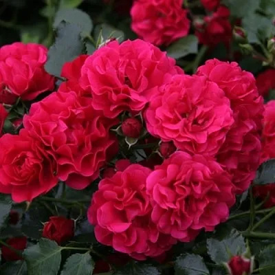 Саженцы роз РАДОСТЬ САДОВНИКА (ГАРТЕН ФРОЙДЕ) почвопокровная  Саженцы роз РАДОСТЬ САДОВНИКА (ГАРТЕН ФРОЙДЕ) почвопокровная в Перми