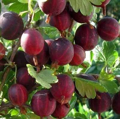 Крыжовник ХИННОМАКИ РОТ  Крыжовник ХИННОМАКИ РОТ в Перми