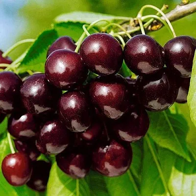 Черешня ВИТЯЗЬ  Черешня ВИТЯЗЬ в Перми