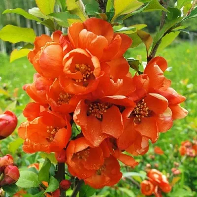 Айва японская в Перми