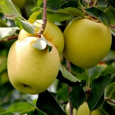 Яблоня ГОЛДЕН ВЛАДИМИРСКИЙ  Яблоня ГОЛДЕН ВЛАДИМИРСКИЙ в Перми