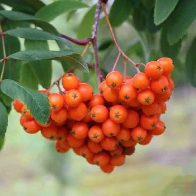 Рябина ВЕФЕД сладкоплодная  Рябина ВЕФЕД сладкоплодная в Перми