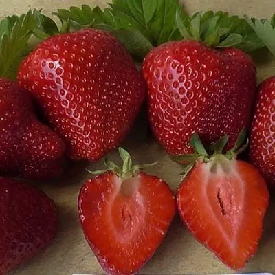 Клубника САНДРА  Клубника САНДРА в Перми