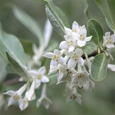 ЛОХ СЕРЕБРИСТЫЙ  ЛОХ СЕРЕБРИСТЫЙ в Перми