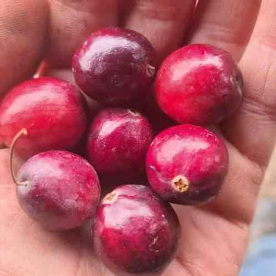 Клюква БАИН 6  Клюква БАИН 6 в Перми