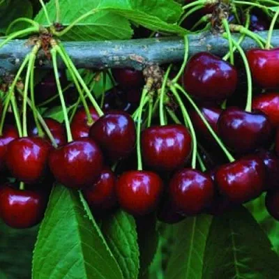 Черешня ВЕДА  Черешня ВЕДА в Перми