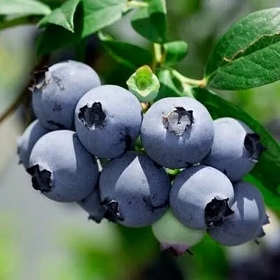 Голубика СИЕРРА в Перми