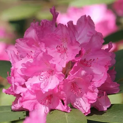 Рододендрон ЛУМИНА  Рододендрон ЛУМИНА в Перми