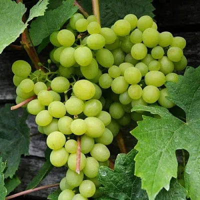 Виноград АЛЕШЕНЬКИН  Виноград АЛЕШЕНЬКИН в Перми