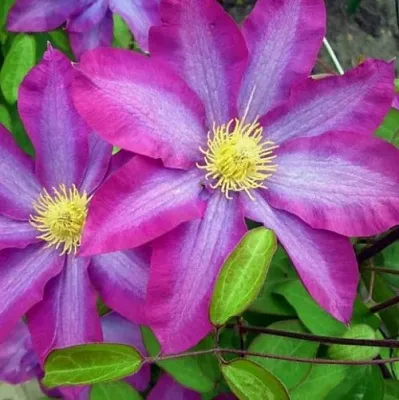 Клематис КАКИО в Перми