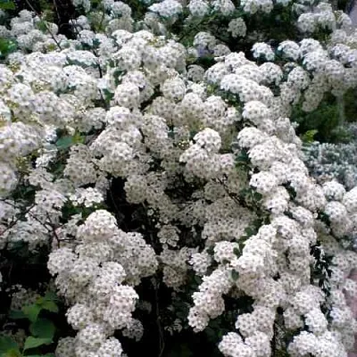 Спирея ВАНГУТТА в Перми