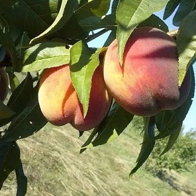 Персик СОФГАФЕН  Персик СОФГАФЕН в Перми