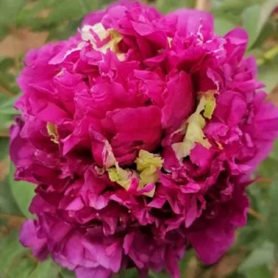 Пион ПОЛЕТ ЛАСТОЧКИ древовидный  Пион ПОЛЕТ ЛАСТОЧКИ древовидный в Перми