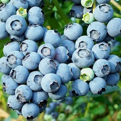 Голубика ПУРУ в Перми