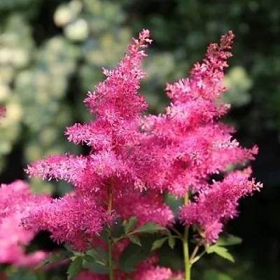 Астильба САННИ ДЕЙ гибридная в Перми