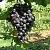 Виноград ВОСТОРГ ЧЕРНЫЙ в Перми
