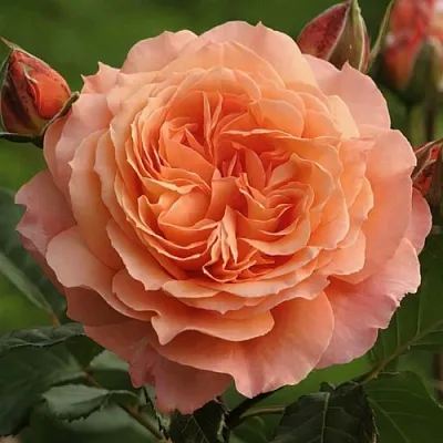 Саженцы роз БЕЛЬВЕДЕР шраб  Саженцы роз БЕЛЬВЕДЕР шраб в Перми