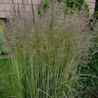 Вейник АВАЛАНШ остроцветковый в Перми