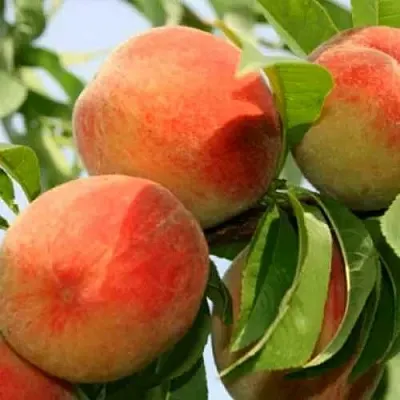 Персик ВАРДЕНИ  Персик ВАРДЕНИ в Перми