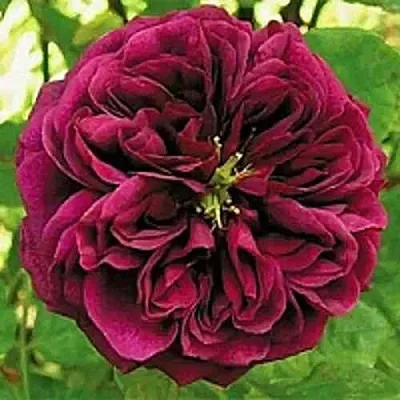 Саженцы роз ЗЕ ПРИНЦ английская  Саженцы роз ЗЕ ПРИНЦ английская в Перми