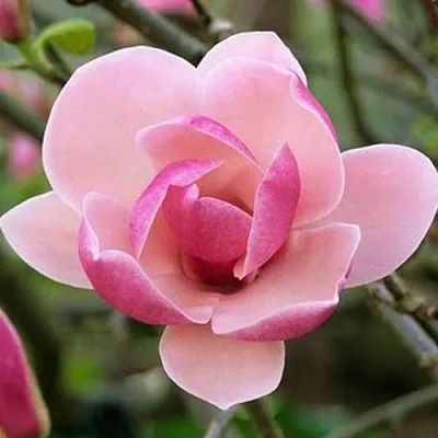 Магнолия РУСТИКА РУМБА  Магнолия РУСТИКА РУМБА в Перми