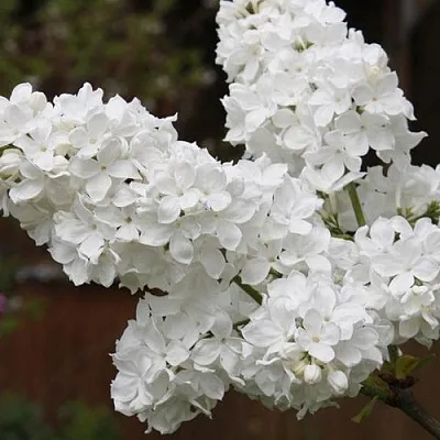 Сирень ФЛОРА в Перми