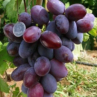 Средние сорта  Средние сорта в Перми