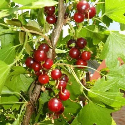 Смородина золотистая ВИШНЕВАЯ  Смородина золотистая ВИШНЕВАЯ в Перми